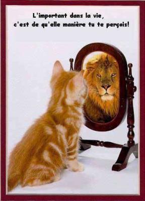 un lion ou un chat