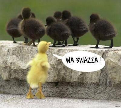 wa l3azwa