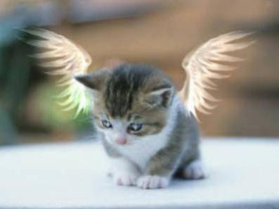 c une chat coommme...